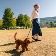 Hundehalsband 